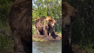 That’s a BIG bear 👀 bear kodiak wildlife grizzlybear salmon fishing outdoorsurvival grizzly [upl. by Ydospahr]