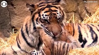 WEB EXTRA Zoo Announces Tiger Cub Is A Boy [upl. by Anekahs]