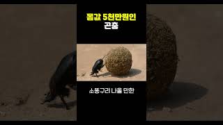 몸값 5천만원인 곤충 [upl. by Herm]