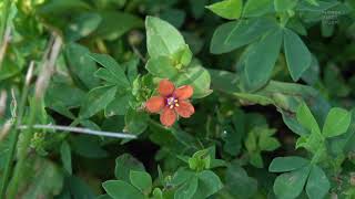 Anagallis arvensis Scarlet pimpernel  tiny flowers [upl. by Onofredo]