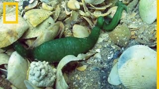 El Bonellia viridis un gusano marino con un movimiento hipnótico  National Geographic en Español [upl. by Akinhoj]