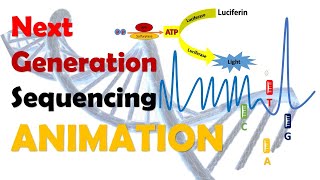 Next Generation Sequencing  NGS  Animation [upl. by Deacon727]