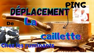 Déplacement de la Caillette  ABOMASUM Les VOLVULUS  et le PING [upl. by Tews480]