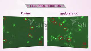 Cell Proliferation [upl. by Dulcea]