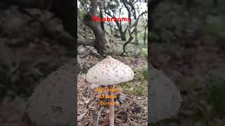 Mushrooms in Mali losinj island Croatia 🇭🇷🇪🇺 [upl. by Naerol]