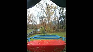 Goldfinch trio birds birdcam birdfeeder nature birdfeeding goldfinches backyardbirds [upl. by Linc]