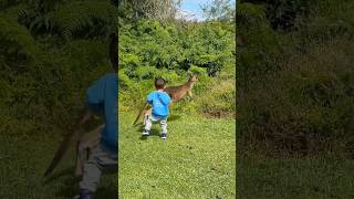 A visit to the kangaroos ducks and koalas viralvideo foryou australia family [upl. by Waine]