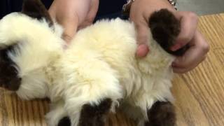 Restraint Of Cat For Femoral Venipucture [upl. by Elak]