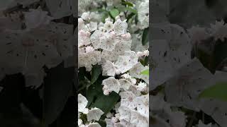 Kalmia latifolia [upl. by Broadbent]