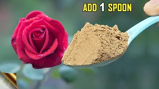 MAGICAL ORGANIC FERTILIZER FOR FLOWERING amp FRUITING 🌹  ORGANIC ROCK PHOSPHATE [upl. by Dhiren]