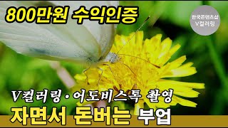 4K 어도비스톡 수익창출 꽃의 꿀을 먹는 배추흰나비 [upl. by Ahseka]