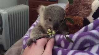 koala joeys most adorable home video of all time [upl. by Karrie]