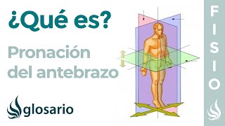 PRONACIÓN  Qué es qué parte del cuerpo realiza este movimiento y cómo se produce [upl. by Hazlett]