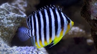 Multibar Angel Fish  The Hard Truth [upl. by Ellmyer]