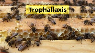 Honey Bee Communication Trophallaxis [upl. by Enniotna]