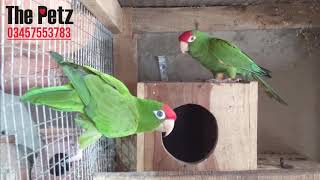 Meet the Very Beautiful Red Fronted Conure [upl. by Alracal582]