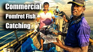 Commercial Pomfret Fish Catching From deep sea Bangladesh [upl. by Nauwtna]