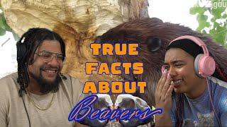 Zefrank True Facts About The Beaver  REACTION ft Chavezz [upl. by Senilec]