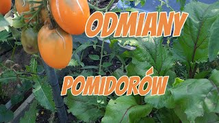 TEST ODMIAN POMIDORÓW CZ3🌱 DZIWNY POMIDOR ROŚNIE W MOJEJ SZKLARNI 🌱 [upl. by Aruat]