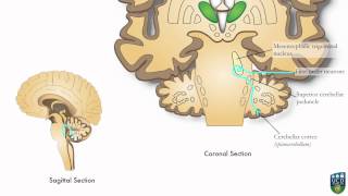 AXON Trigeminocerebellar Pathway Unconscious Proprioception from Face 9 of9 [upl. by Tica256]