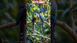 The Most Exotic Birds on Earth [upl. by Ginsburg931]