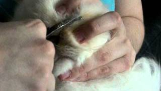 How to trim the face hair on a Persian cat [upl. by Anahsat]