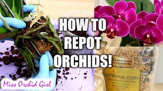 Orchid Care for Beginners  How to repot Phalaenopsis Orchids [upl. by Naget]