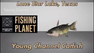 Young Channel Catfish Lone Star Lake Texas Fishing Planet Guide [upl. by Llib]