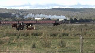 Australian Steam Trains D3 639 passes an audience of cows [upl. by Wooldridge]