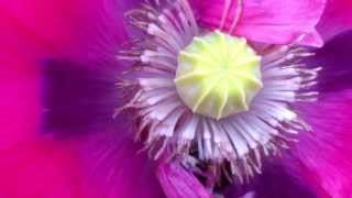 Bumblebee buzz pollination video [upl. by Gillette]