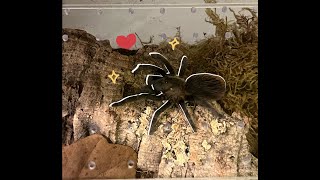 Unboxing and setting up enclosure for NEW tarantula [upl. by Hinkel567]