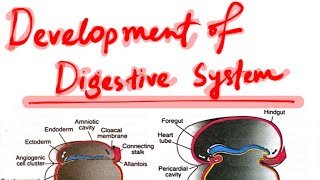 Development of Digestive SystemEmbryology [upl. by Ottillia]