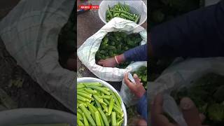 💥🍆🌱 காய்கறி மார்க்கெட் காய்கறி வியாபாரம் 🍆🌱💥 hanbuinfo5184 [upl. by Ishii]