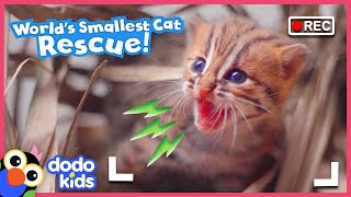 Mom’s Daring Baby Wild Cat Rescue Caught On Camera  Dodo Kids  Rescued [upl. by Hedvig995]