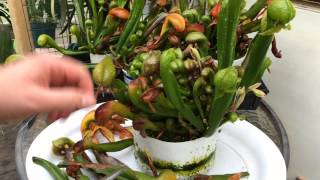 TEMPERATE CARNIVOROUS PLANTS DARLINGTONIA CALIFORNICA  COBRA LILY CARE GETTING READY FOR WINTER [upl. by Chaffinch740]