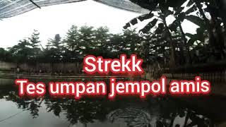 Umpan jempol amis spesial ikan mas [upl. by Anerac]