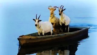 UNE CHÈVRE SUR UN BATEAU   Goat Simulator FR [upl. by Lorre146]