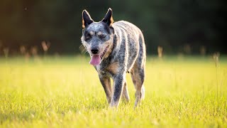 Witness the Incredible Speed and Agility of an Australian Cattle Dog in Lure Coursing [upl. by Domel]