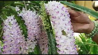 Rhynchostylis retusa  foxtail orchid  orchid update grow orchid on the tree [upl. by Helmer908]