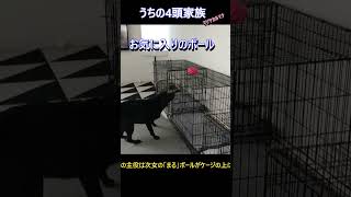 あっ！お気に入りのボールが・・・多頭飼い トイプードル ラブラドールレトリバー フラットコーテッドレトリバー フレンチブルドッグ 大型犬 ペット 面白 可愛い [upl. by Jania]