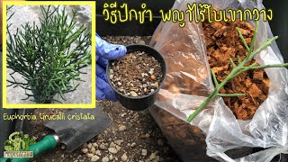 วิธีปักชำพญาไร้ใบเขากวาง Euphorbia tirucalli cristata  MookCactus [upl. by Adnarom]