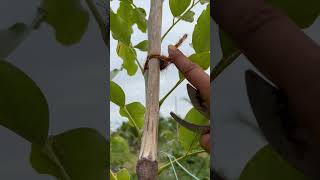 Red Sandalwood Farming  Coir Rope for straightening redsandalfarm redsandalwood [upl. by Delilah]