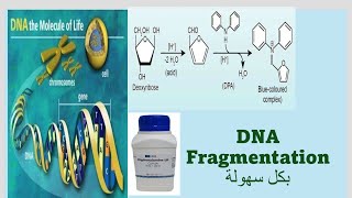 DNA Fragmentation assay Diphenylamine assay بكل سهولة [upl. by Moody]