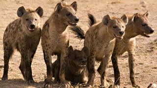 Documentary Hyena Facts  National Geographic [upl. by Atteve46]