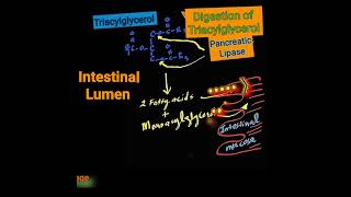 Pancreatic Lipase Metabolism Made Easy [upl. by Leinod]