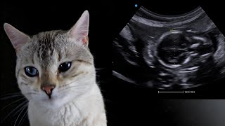 How to calculate gestational age in felines using biparietal head diameter [upl. by Good]