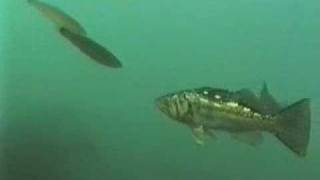 Kelp Bass Feeding [upl. by Nathanial]