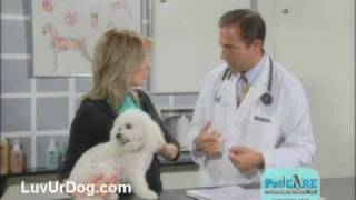 What is Mange in Dogs [upl. by Couchman]