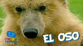 El Oso un Mamífero muy Goloso  Videos para Niños [upl. by Nomyad663]