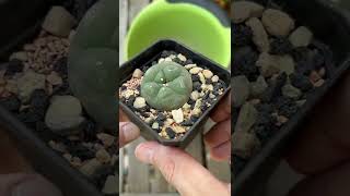 Planting Lophophora in 100 mineral soil mix [upl. by Yrekaz]